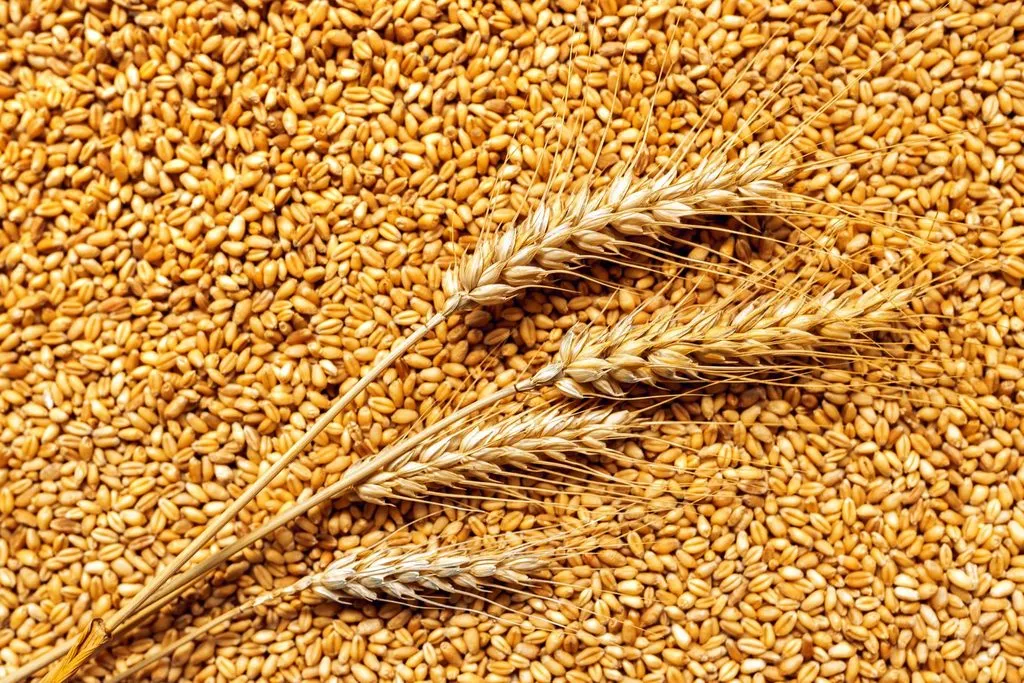пшеница в Орле