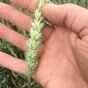 семена озимой пшеницы сорта синева в Орле и Орловской области