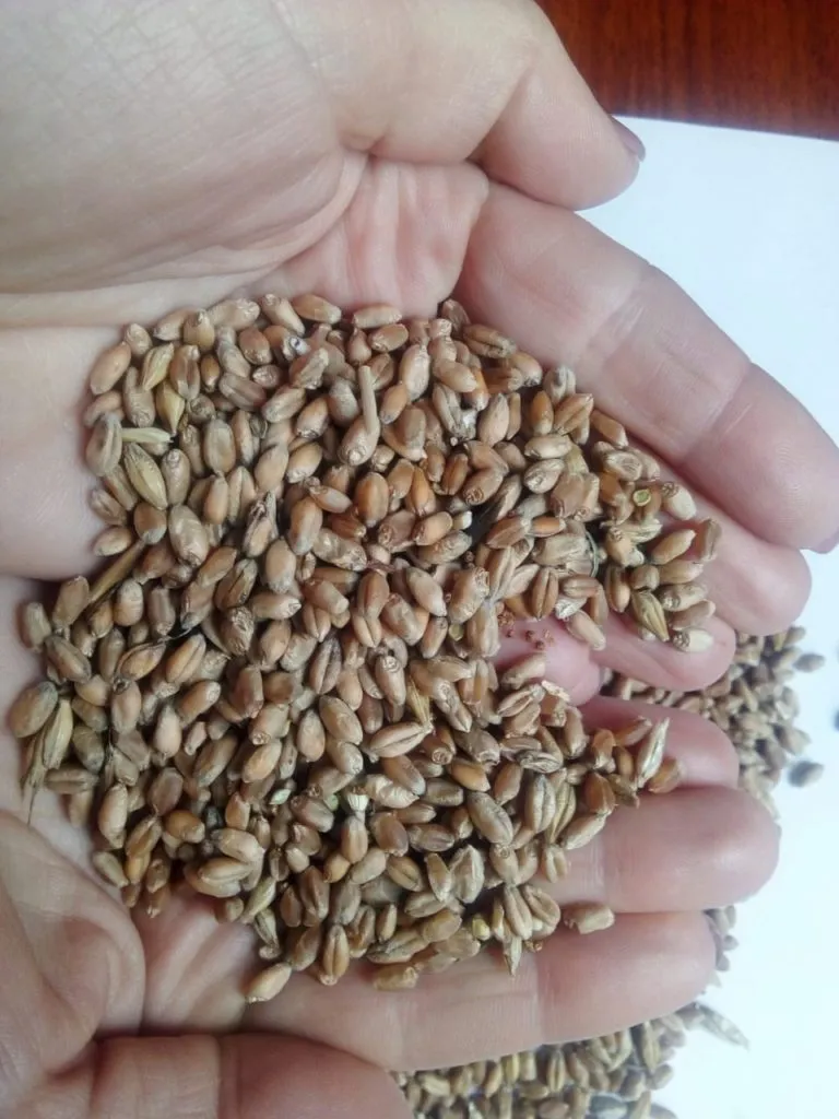 фотография продукта Пшеница зерно