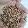 пшеница зерно в Орле