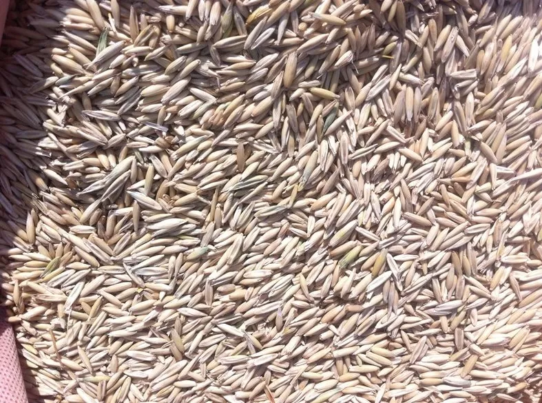 овес ячмень пшеница кукуруза орёл в Орле