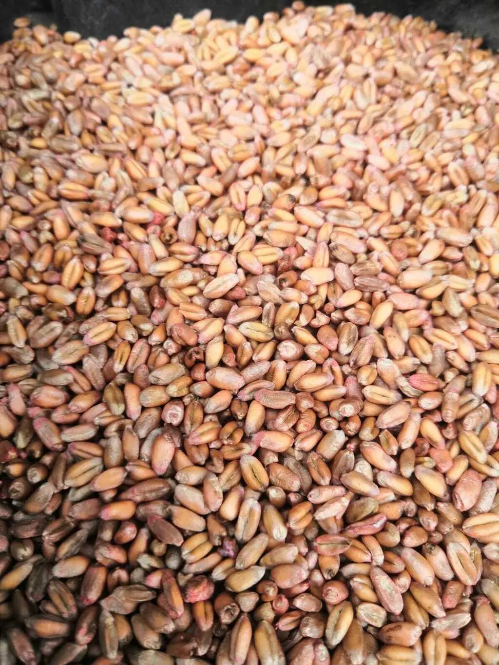 фотография продукта Семена яровой пшеницы сорта гранни
